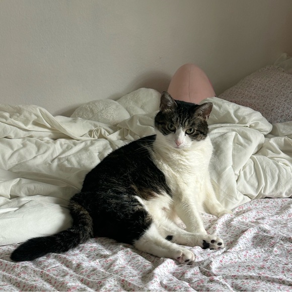 Meet your Posher, Daisy - Picture 1 of 1